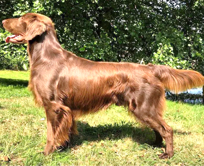 11 Dog Breeds Like the Golden Retriever - PetHelpful