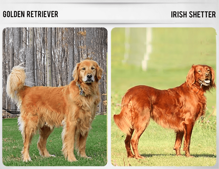 11 Dog Breeds Like the Golden Retriever - PetHelpful