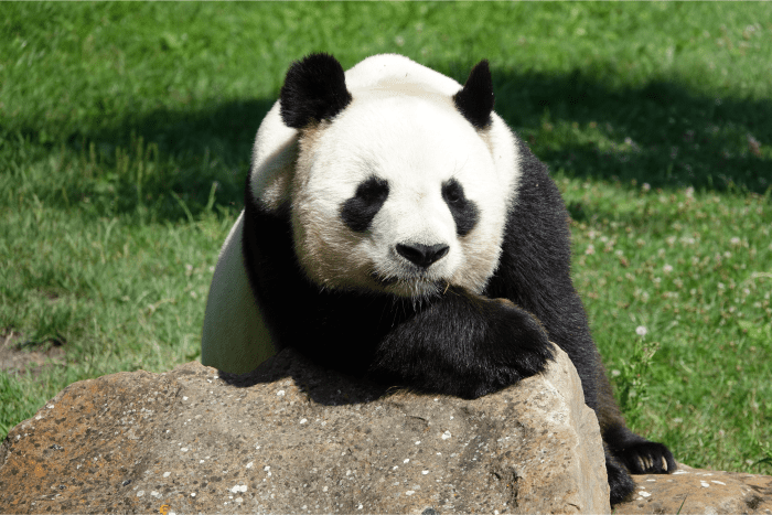 Top 10 Endangered Animals in Asia - Owlcation