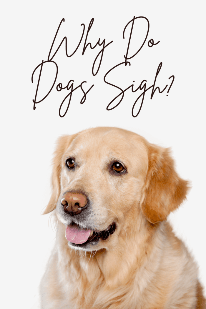 Unlocking the Mystery Why Do Dogs Sigh? HubPages