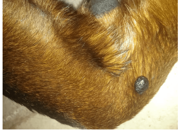 why-is-my-dog-s-skin-turning-black-7-hyperpigmentation-causes-in-dogs