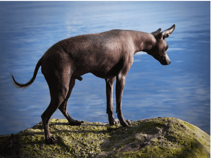 Why Is My Dog's Skin Turning Black? 7 Hyperpigmentation Causes in Dogs