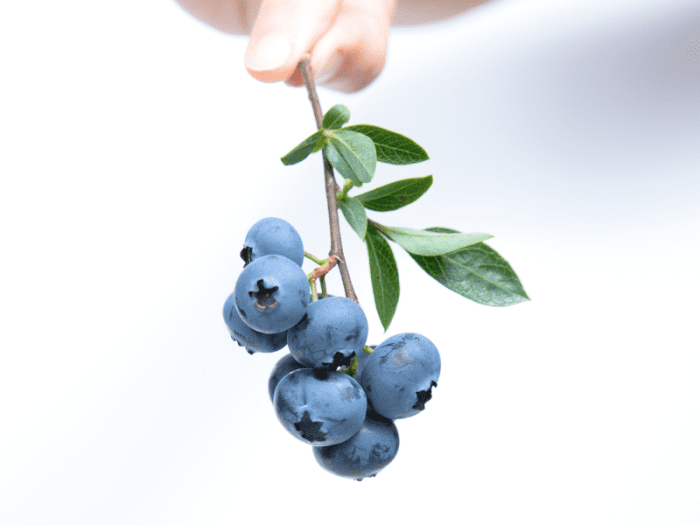 Are Blueberries Acidic or Alkaline? Why Does It Matter? CalorieBee