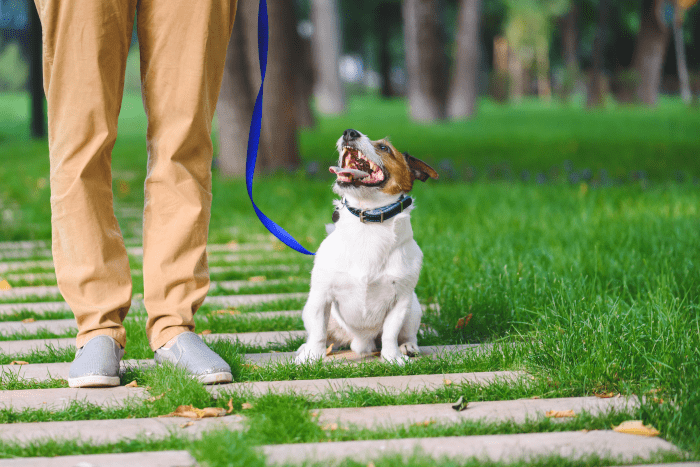 How to Tell If Your Dog Has Hip Dysplasia - PetHelpful