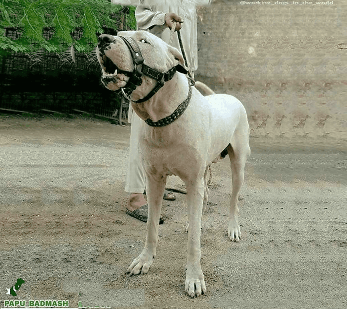 Seven Countries Where Bully Kutta is Banned or Restricted - HubPages