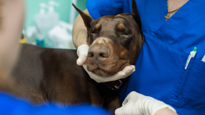 14-complications-with-tplo-surgery-in-dogs-pethelpful