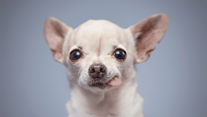 Benadryl For Dogs Side Effects Of Long Term Use PetHelpful what-are-the-side-effects-of-long-term-benadryl-use-benadryl-side