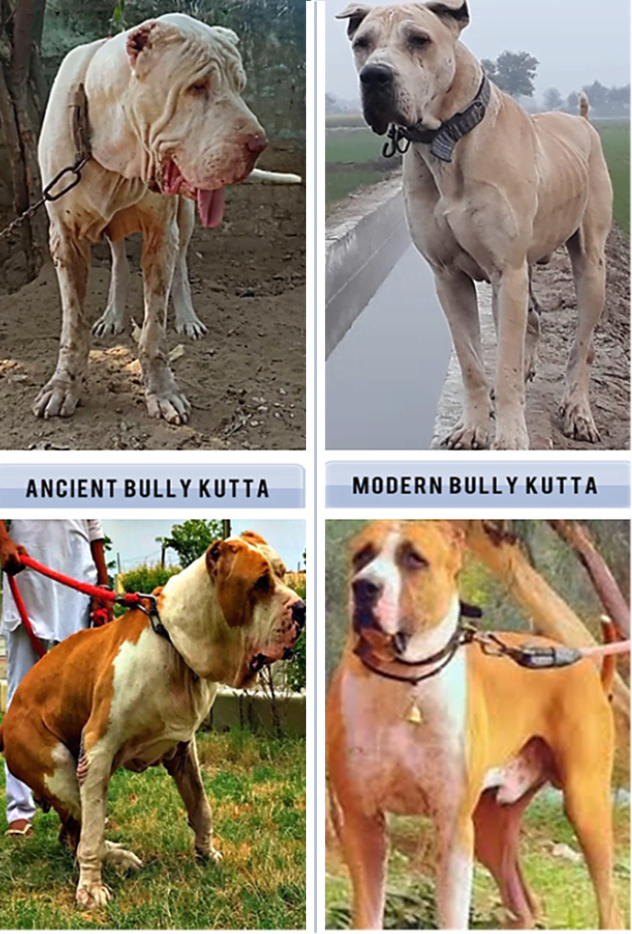 Types of Bully Kutta Dog Breed Information HubPages