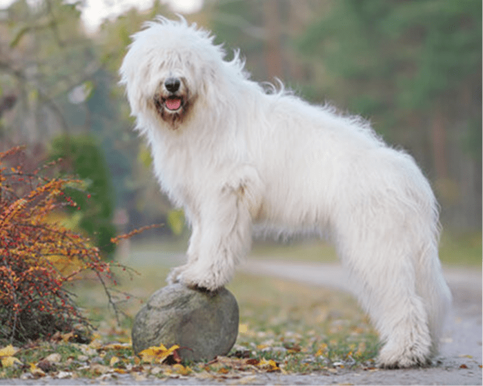 Five Russian Dogs Banned or Restricted in Other Countries PetHelpful
