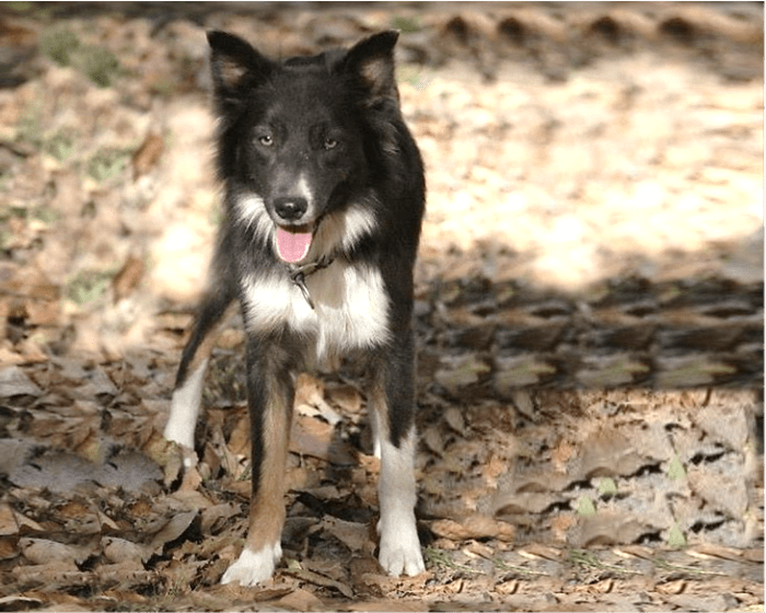 Five Russian Dogs Banned Or Restricted In Other Countries HubPages