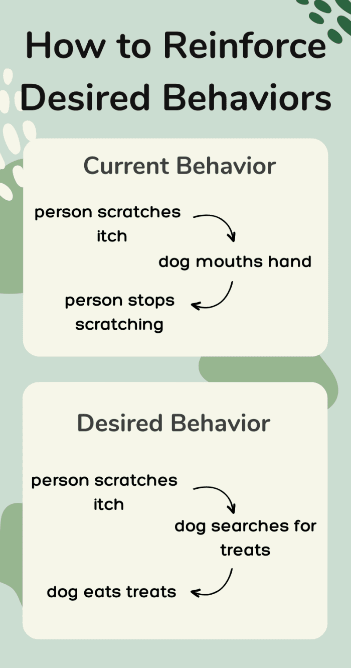 Why Does My Dog Bite My Hand? (What to Do About Nipping) PetHelpful