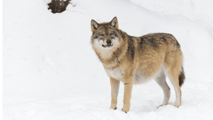 300+ Wolf Names and Meanings (From Alaska to Zion) - PetHelpful