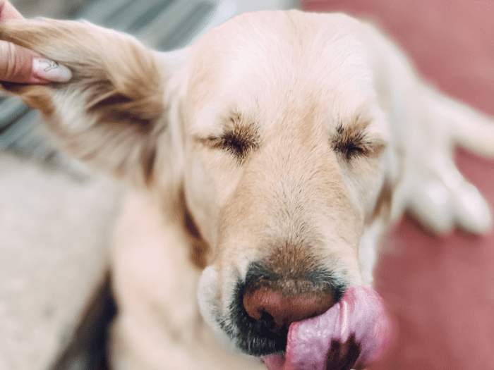 Why Your Dog's Ear Is Swollen and Tips to Provide Care PetHelpful
