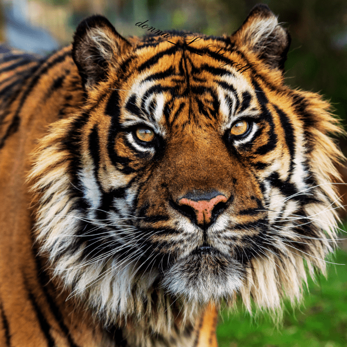 The Amazing and Endangered Sumatran Tiger - HubPages