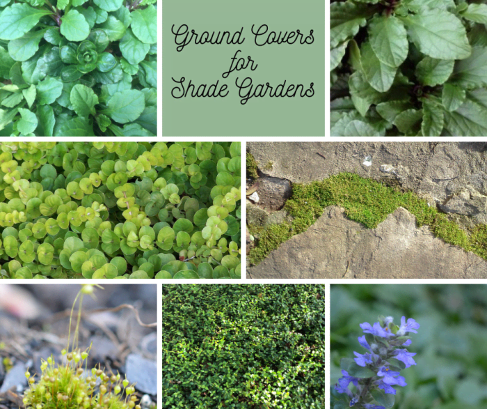 Shady Characters Ground Covers for Shade Dengarden