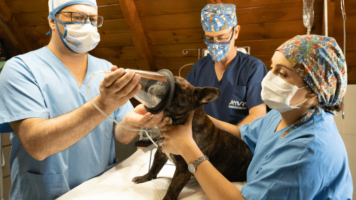 How To Become An RVT Or Licensed Veterinary Technician - ToughNickel