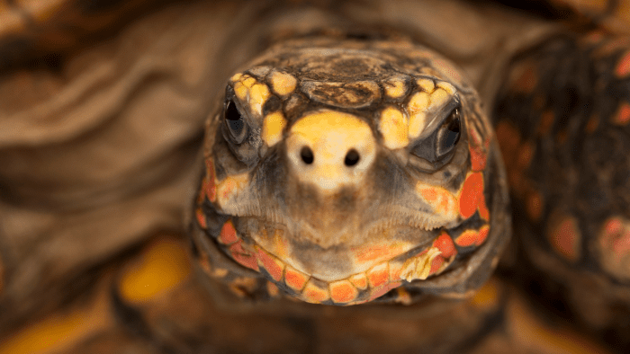 Why Is My Tortoise's Head Always Retracted in the Shell? - PetHelpful