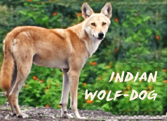 Indian Wolf-dog: Wolf-dog Hybridization In India - HubPages