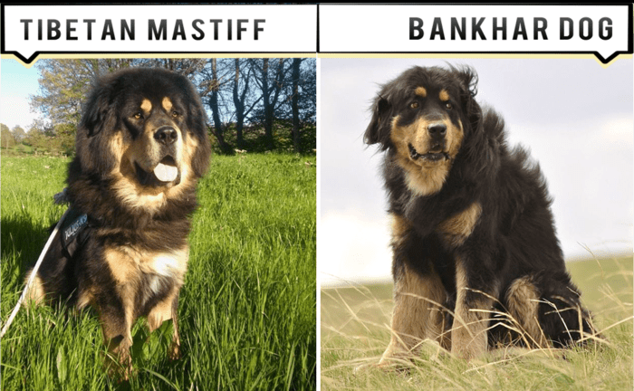 11 Dogs Like the Tibetan Mastiff - PetHelpful