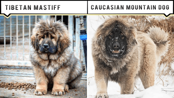 11 Dogs Like the Tibetan Mastiff - PetHelpful