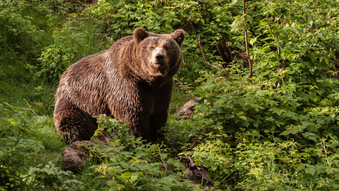 What to Do if You See a Bear - SkyAboveUs