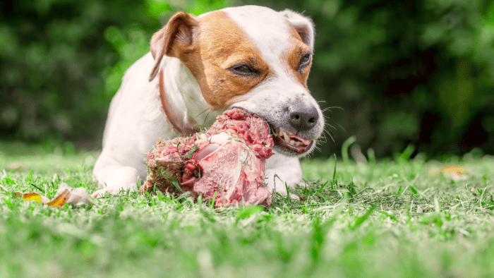 does-raw-meat-make-dogs-aggressive-pethelpful