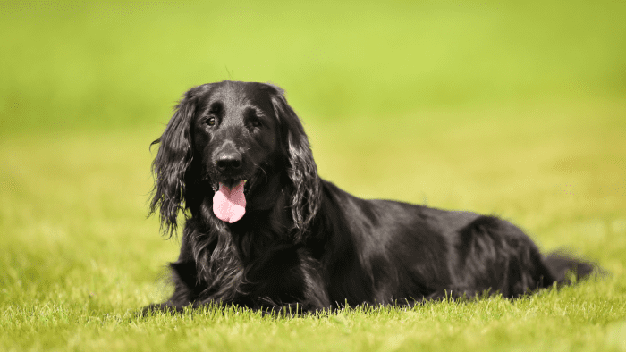 Flat-Coated Retriever 101: Your Complete Guide to a Fun-Loving and ...