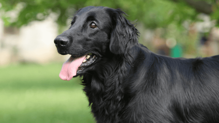 Flat-Coated Retriever 101: Your Complete Guide to a Fun-Loving and ...