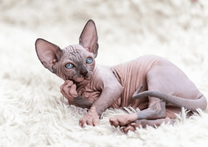 15 Best Hypoallergenic Cats - HubPages