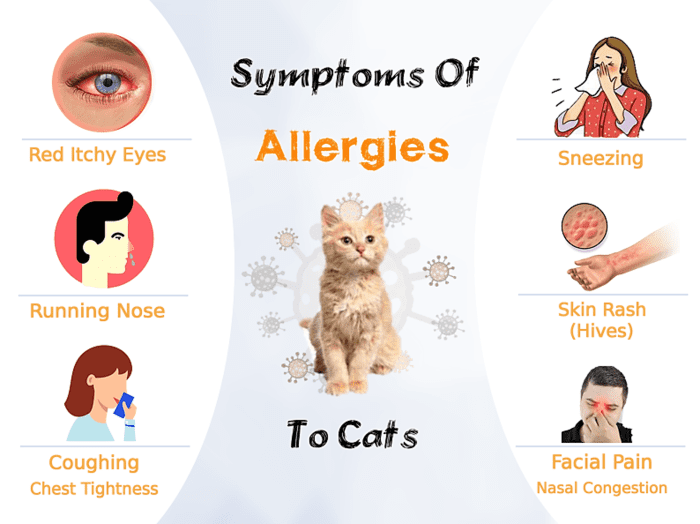 Cat Allergies: Causes, Symptoms, and Precautions - HubPages