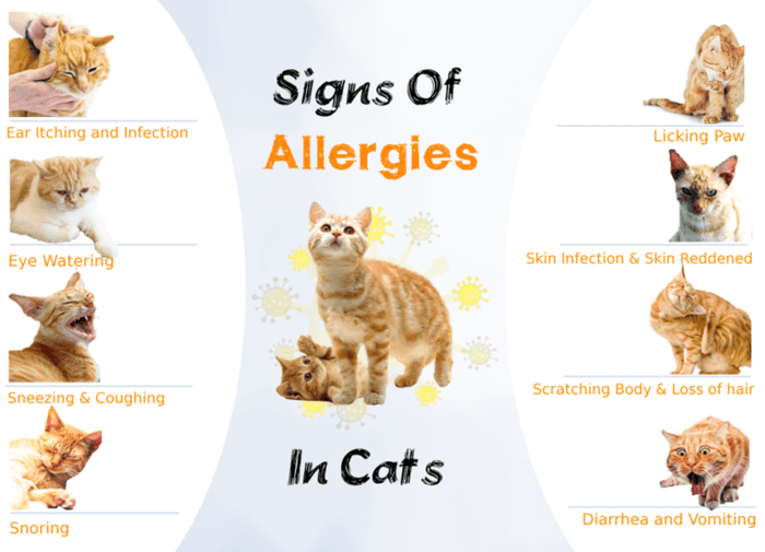 cat-allergies-causes-symptoms-and-precautions-hubpages