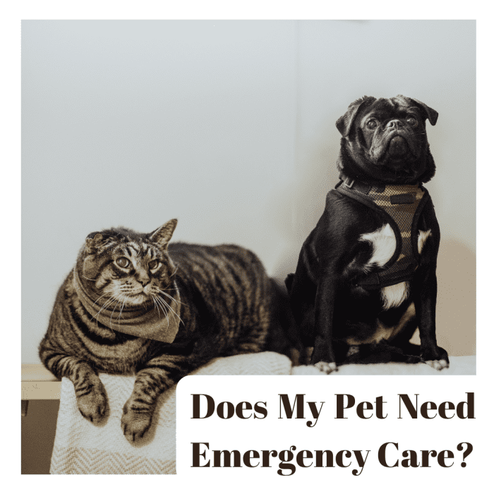 Understanding what is a true emergency will help you determine when to seek immediate care for your pet.