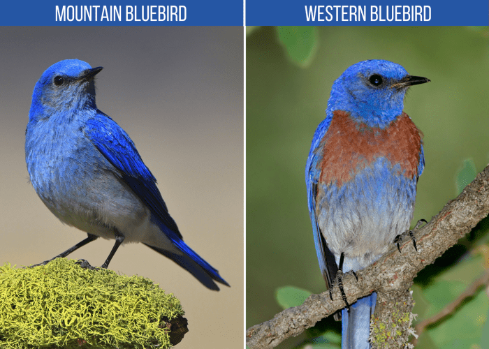 Types of Blue Birds in NC: Bluebirds, Indigo Buntings, and Jays - Owlcation