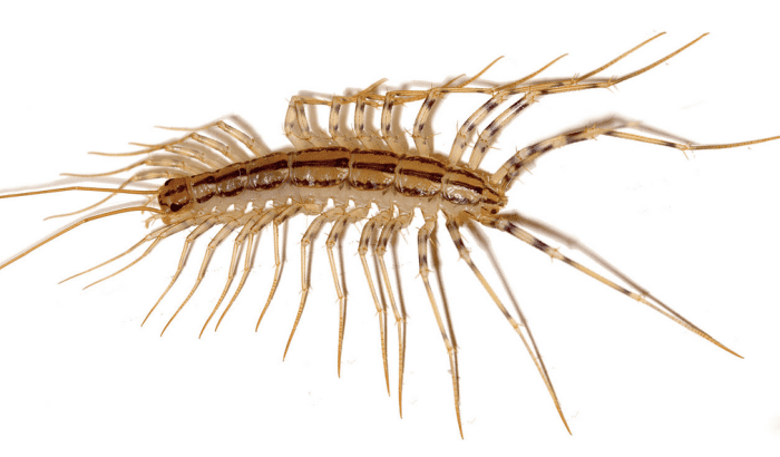 Brown house centipede