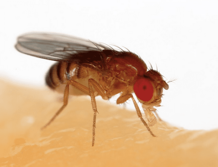 Fruit fly