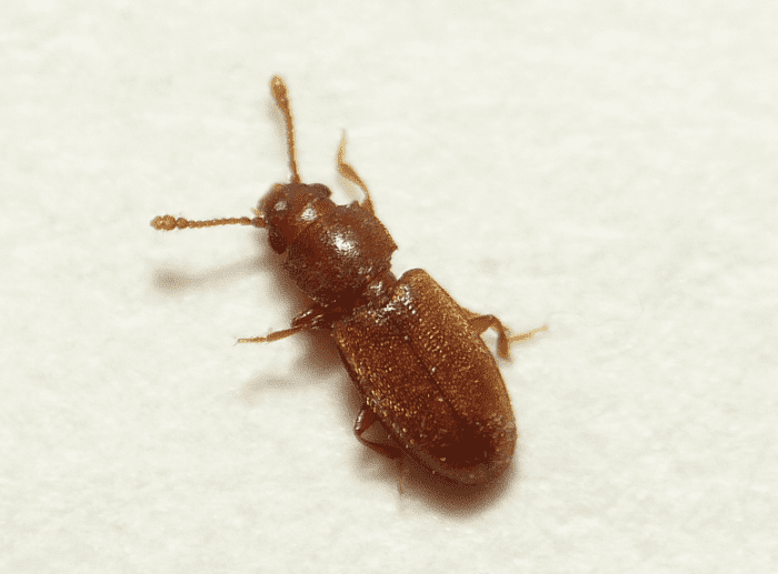 One of the many different species of stored grain beetle