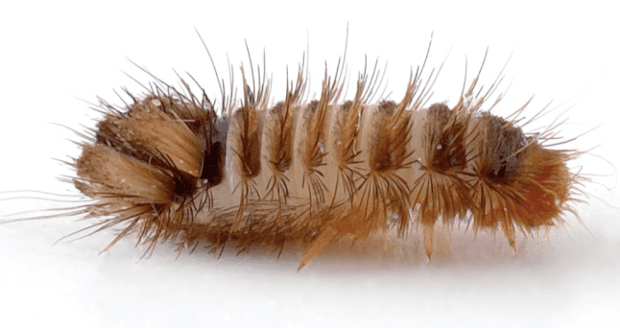 Carpet beetle larva