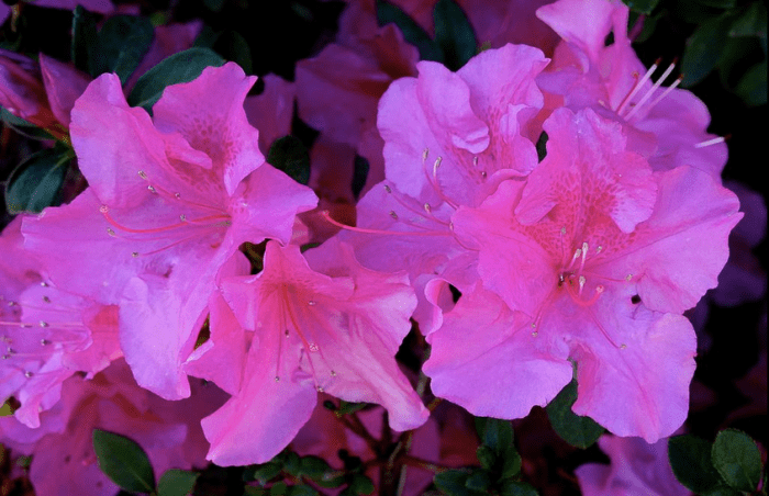 Gorgeous azaleas