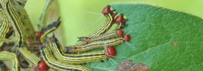 Azalea caterpillars typically feed in a group.