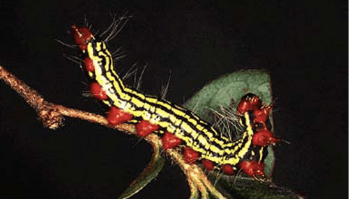 Datana major caterpillar in typical pose