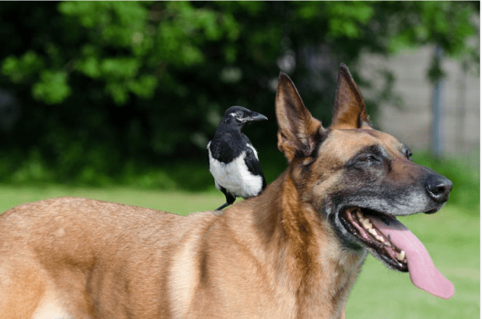 If your dog attacked your pet bird, you are likely very upset, especially after trusting your dog for a long time.