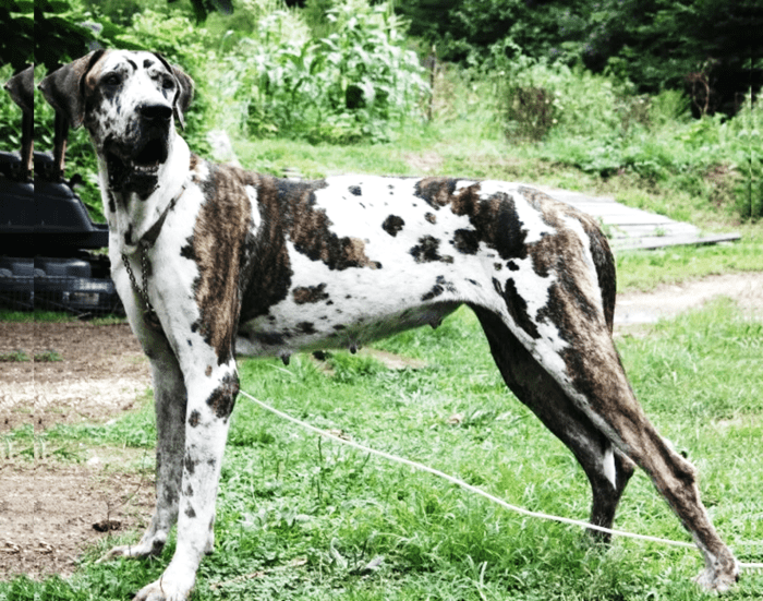 Great Dane Coat and Color Varieties HubPages
