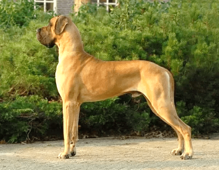 Great Dane Coat and Color Varieties PetHelpful
