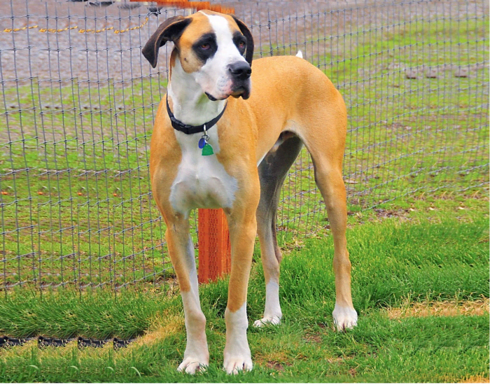 Great Dane Coat and Color Varieties PetHelpful