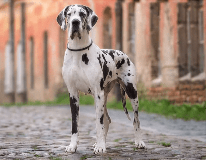 Great Dane Coat and Color Varieties PetHelpful