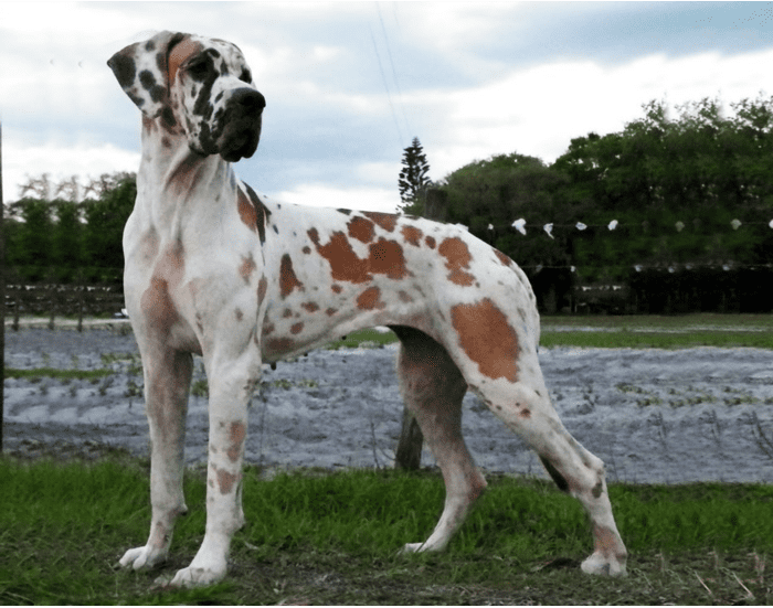 Great Dane Coat and Color Varieties - PetHelpful