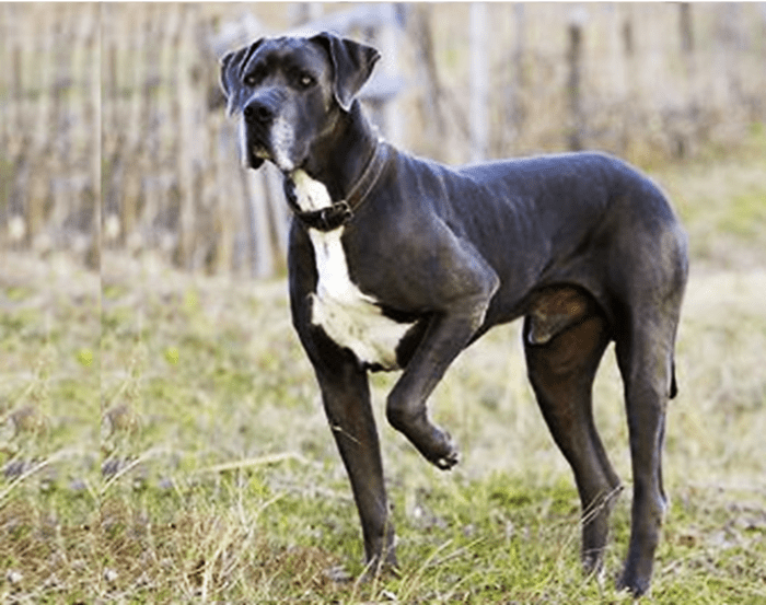 Great Dane Coat and Color Varieties - PetHelpful