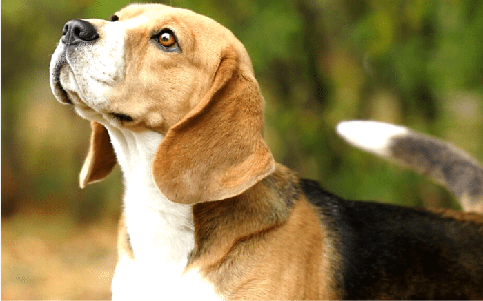 21 Dogs With Long Ears: Photos, Traits, and More - PetHelpful