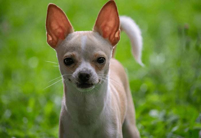 21 Dogs With Long Ears: Photos, Traits, and More - PetHelpful