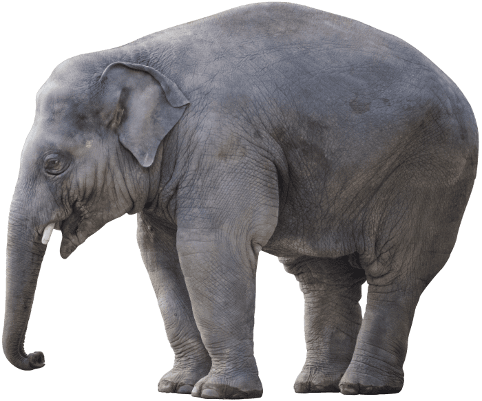 "Elephant in the room" is a metaphorical idiom referring to a major issue that is obvious or known about but conveniently avoided in discourses.